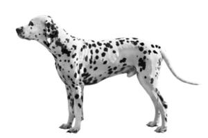 dalmatinischer Hund