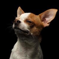 Nahaufnahmeporträt des lächelnden Chihuahua-Hundes auf Schwarz foto