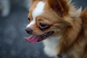 brauner flauschiger Hund auf Seitenansicht foto