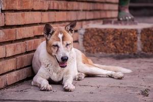 streunender Hund, der auf der Straße oder in Gemeinden lebt. foto