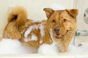 Hund nimmt ein Bad