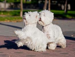 Zwei West Highland White Terrier spielen im Park