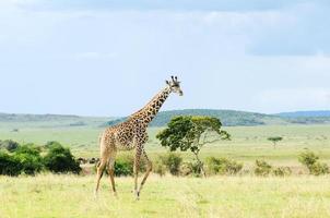 Giraffe geht durch das Grasland foto
