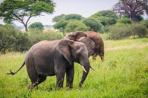 Elefanten, die im Tarangire Park, Tansania gehen