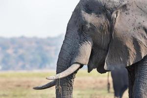 Elefantenkopf foto
