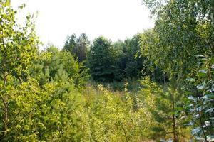 Wald im Sommer, Russland foto