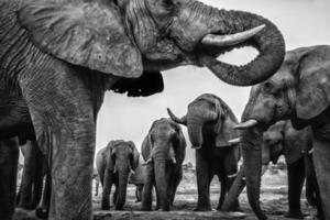 Elefanten trinken foto