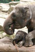 Mutter und Kind Elefant foto