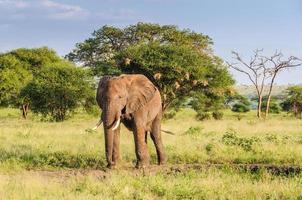 Elefantenbulle im Tarangire Park, Tansania