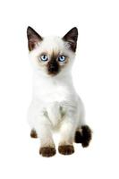 reinrassige siamesische Katze auf weißem Hintergrund foto
