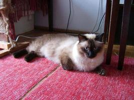männliche siamesische Katze, die auf einem Teppich sitzt foto