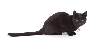 schwarze Katze liegt isoliert foto