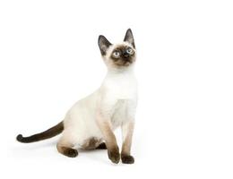 siamesisches Kätzchen, das auf einem weißen Hintergrund sitzt foto