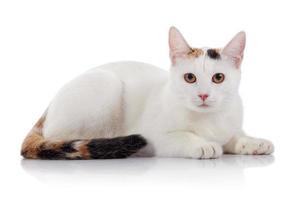 weiße Hauskatze mit einem mehrfarbig gestreiften Schwanz