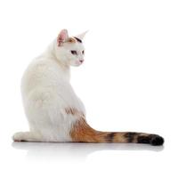 weiße Katze mit einem mehrfarbig gestreiften Schwanz foto