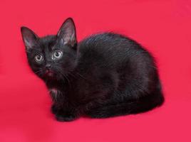 kleines schwarzes Kätzchen sitzt auf rot