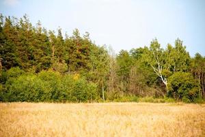 Grastal im Wald im Sommer foto