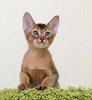 Porträt eines niedlichen abessinischen Kätzchens