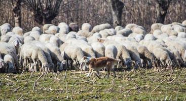 gregge di pecore foto