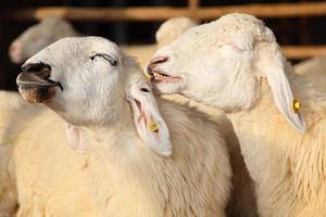 zwei glückliche Schafe, die in der Farm lächeln