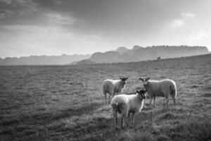 Schafe auf einem Hügel