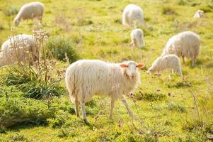 Schafe weiden lassen