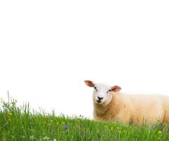 Schafe isoliert foto
