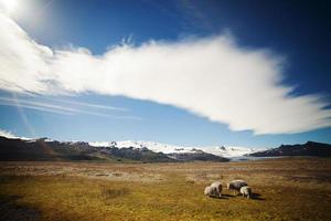 isländische Schafe auf der Wiese foto