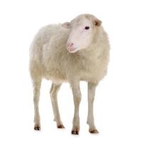 Schafe isoliert auf weiß foto