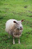 Schafe auf grüner Wiese foto