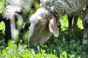 Schafe auf der Weide foto