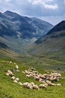 Schafe auf dem Berg foto