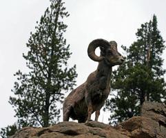 Dickhornschaf, das hoch im Yellowstone-Nationalpark steht foto