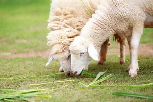 weiße Schafe essen grünes Gras
