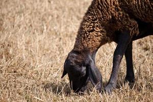 braune Schafe, die auf Feld weiden foto