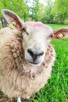 neugierige Schafe