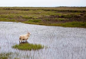 isländische Schafe auf der Wiese foto