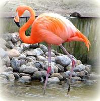 Flamingo foto