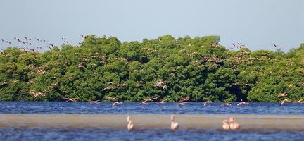 größere Flamingos foto