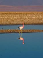 Atacama ein Flamingo