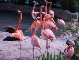 Gruppe von Flamingos, Madrid, Spanien