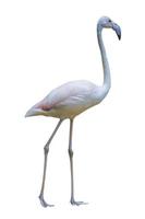 Flamingo lokalisiert auf weißem Hintergrund foto