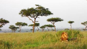 Löwe - Savanne, Massai Mara foto