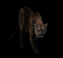 Puma im Dunkeln foto