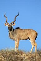 Kudu-Antilope