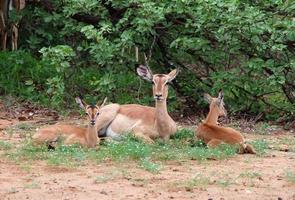 Impala Antilope in Südafrika