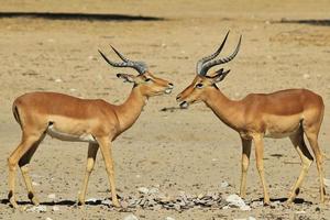 Wildtierhintergrund aus Afrika - lustiger Impala