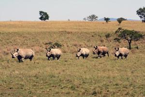 Nashorn, Nashorn, Krügerpark. Südafrika; носорог, пять бегущих носорогов foto