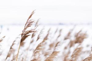 Pampasgras verzweigt sich auf dem Hintergrund der Winternatur. foto