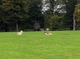 ein blick auf die landschaft von cheshire in der nähe von knutsford im sommer foto